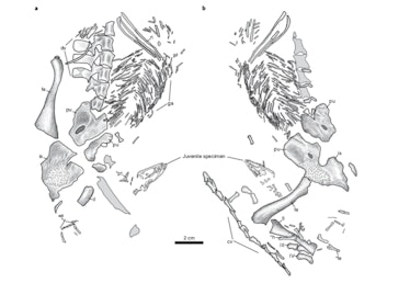 Illustrations of the varanopid adult and juvenile.