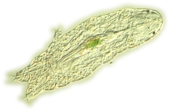 tardigrade H. dujardini micrograph algae full belly evolution DNA sequenced