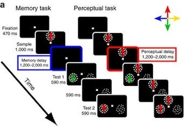 graph memory perception science task macaque prefrontal cortex