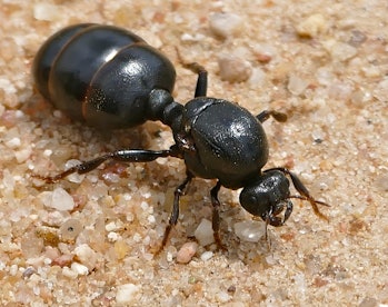 thief ants