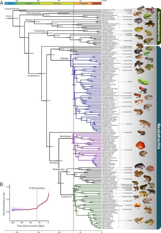 Time-calibrated phylogenetic tree of frogs and the pattern of net diversification rate across time.
