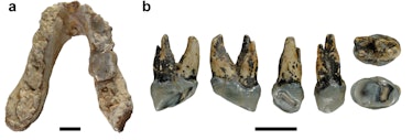 a, Type mandible of G. freybergi from Pyrgos, Greece. b, RIM 438/387 –Left P4 of cf. Graecopithecus ...