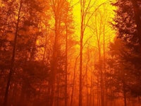 Forest fire