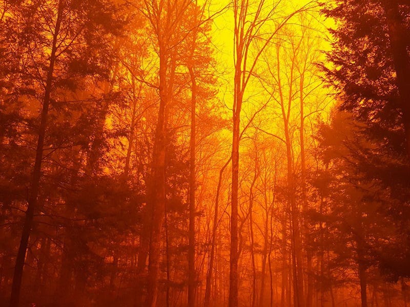 Forest fire