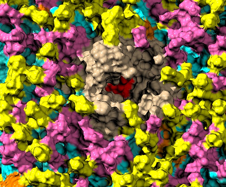 The new compound called bilorphin (red) bound to a mu opioid receptor (tan).