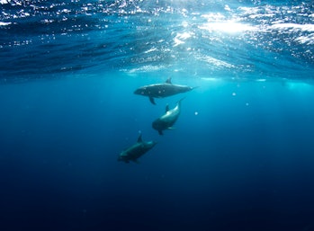 porpoises