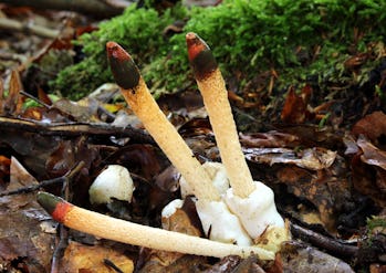 mutinus caninus