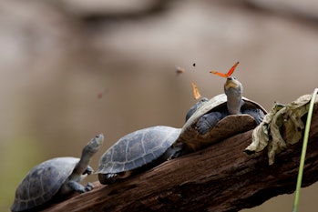 Arrau turtles Ecuador