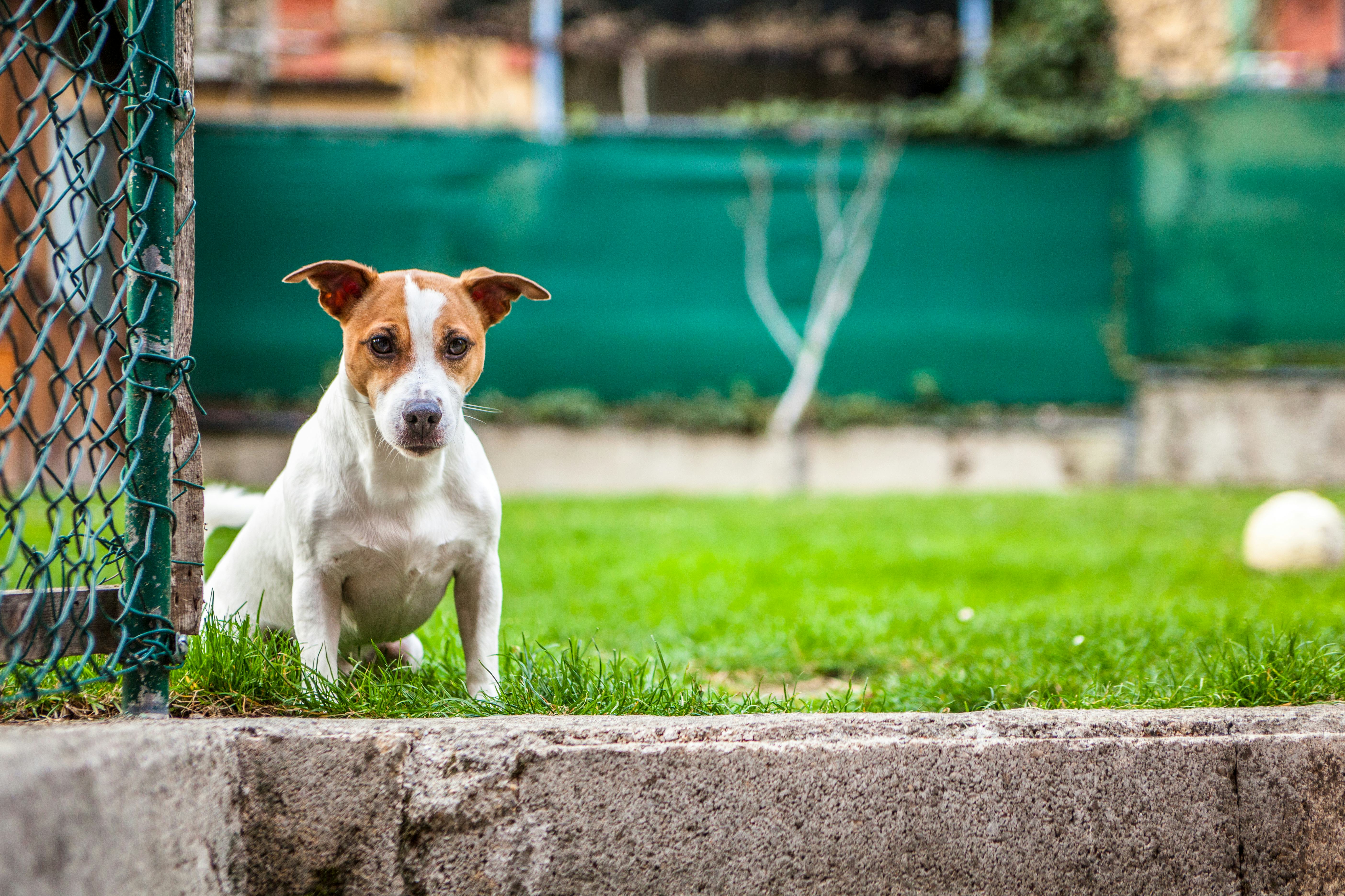 Don T Throw Away Your Dog S Poop For This One Reason