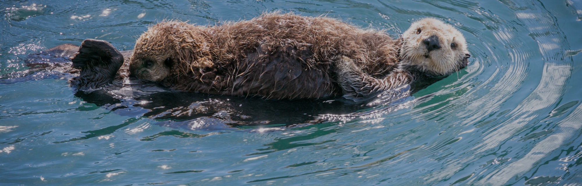 Sea otters are cute as heck, but they have an even more important quality