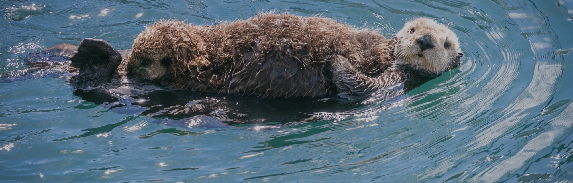 Sea otters are cute as heck, but they have an even more important quality