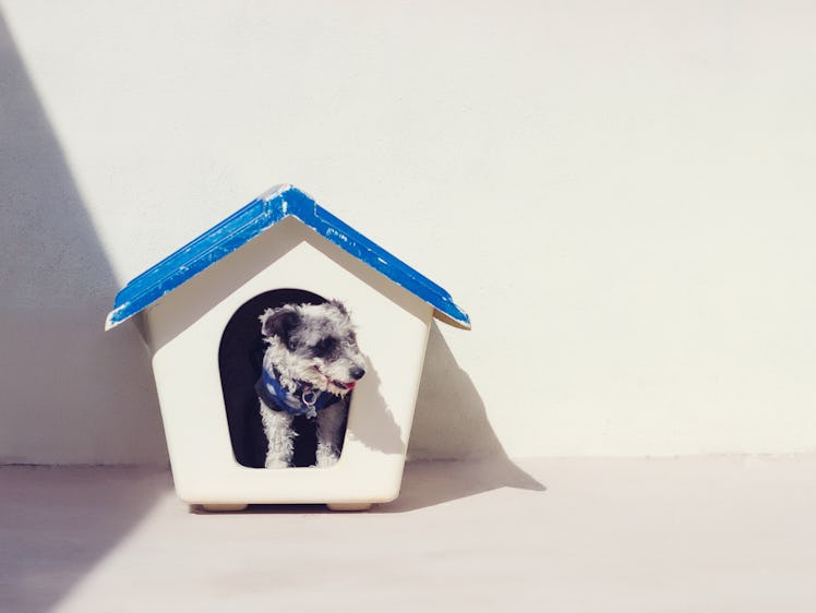 dog house canine small