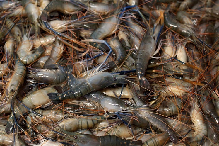 shrimps Bangladesh