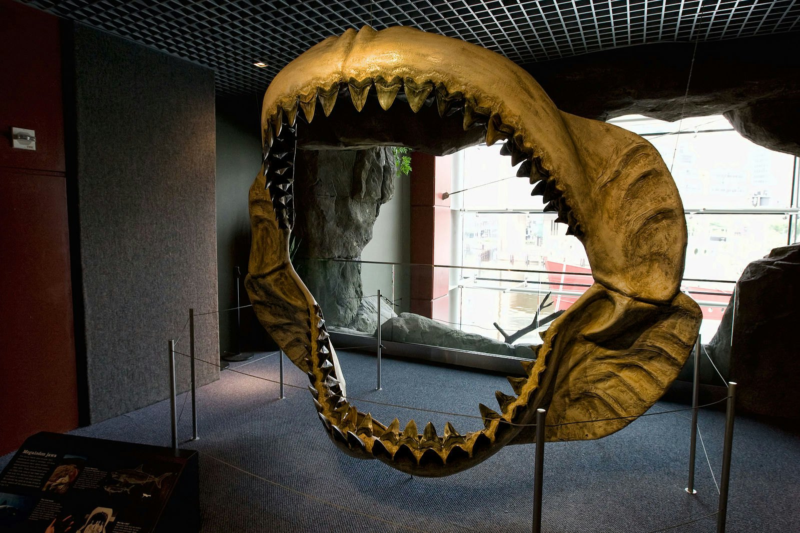 Science Spoils 'Meg' Movie: Jason Statham Can Kill Megalodon By Scaring