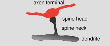 dendritic spine