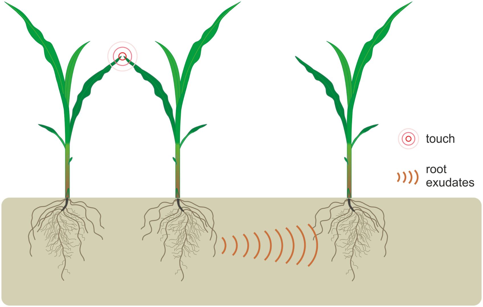Plants' Chemical Stress Responses Affect Their Neighbors, Study Shows