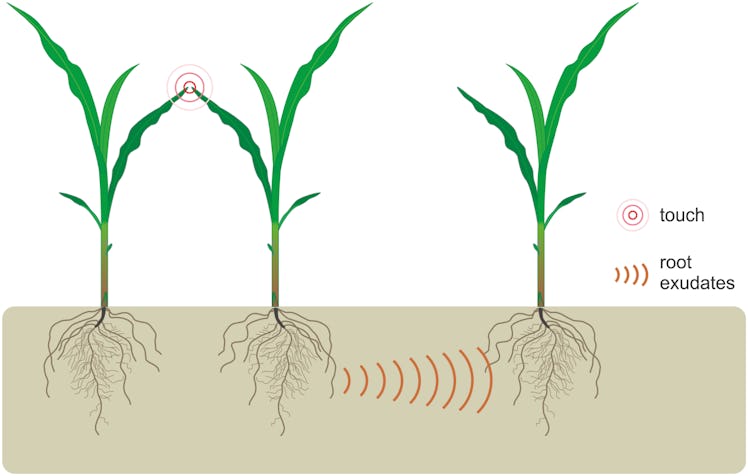 plant stress response