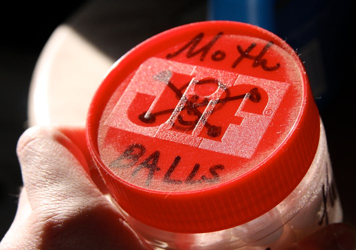 The Scientific Reason Why Cedar Keeps Moths Away From Old Clothes