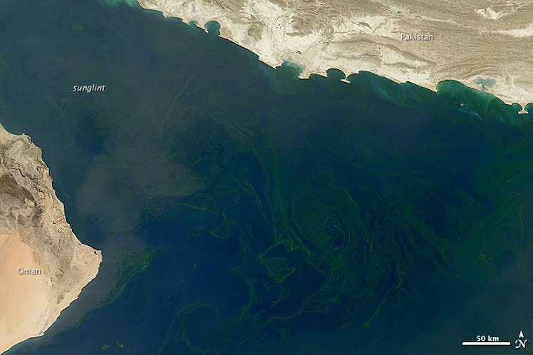 Phytoplankton arabian sea