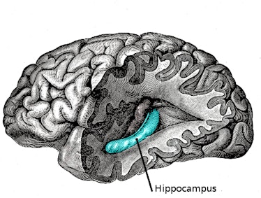 The hippocampus in the brain.