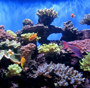 coral reef aquarium scrips birch aquarium fish fishes color