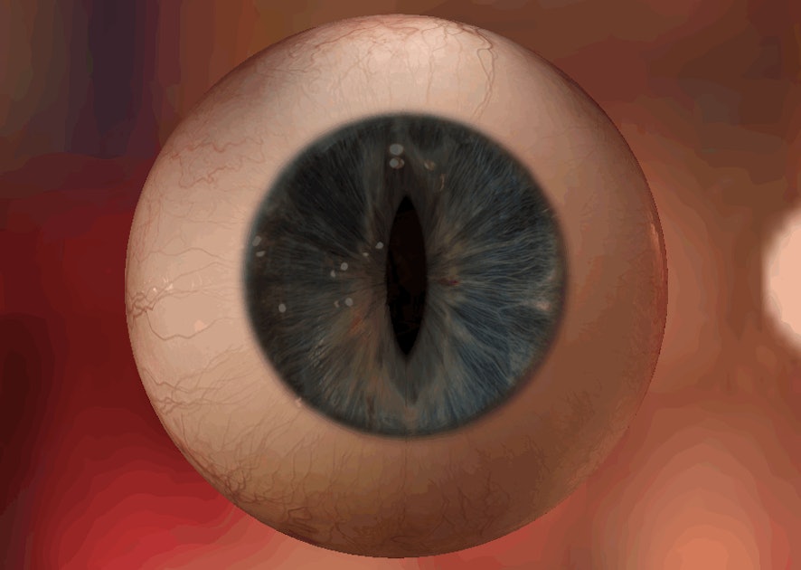 This Creepy Animated Eye Explains Pupil Dilation, So Stare Away