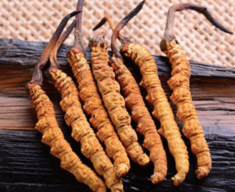 cordyceps 