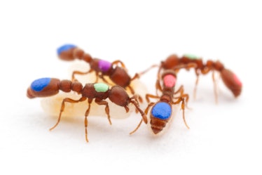 Researchers marked clonal raider ants so that they could be tracked by a computer system that helped...