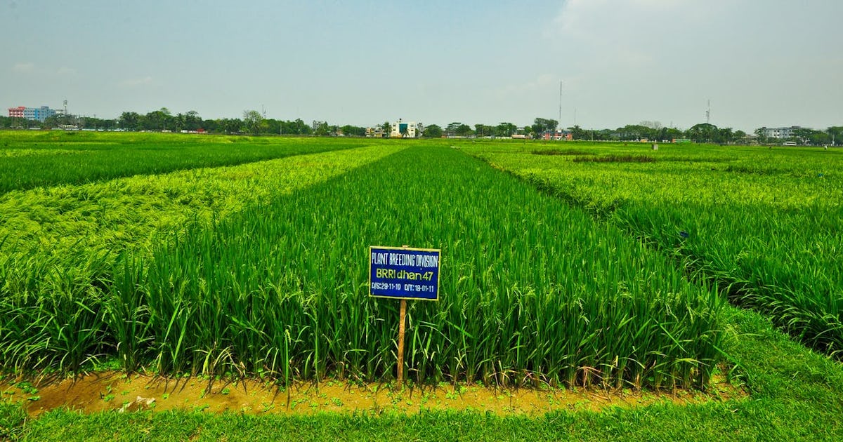 Saline Belt: Why Salt Is Destroying the Farming Industry