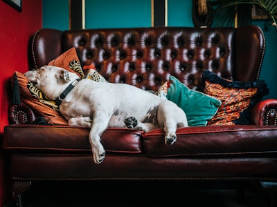 A white dog sleeping on a burgundy leather couch with pillows