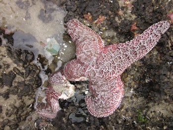 sea star wasting disease 