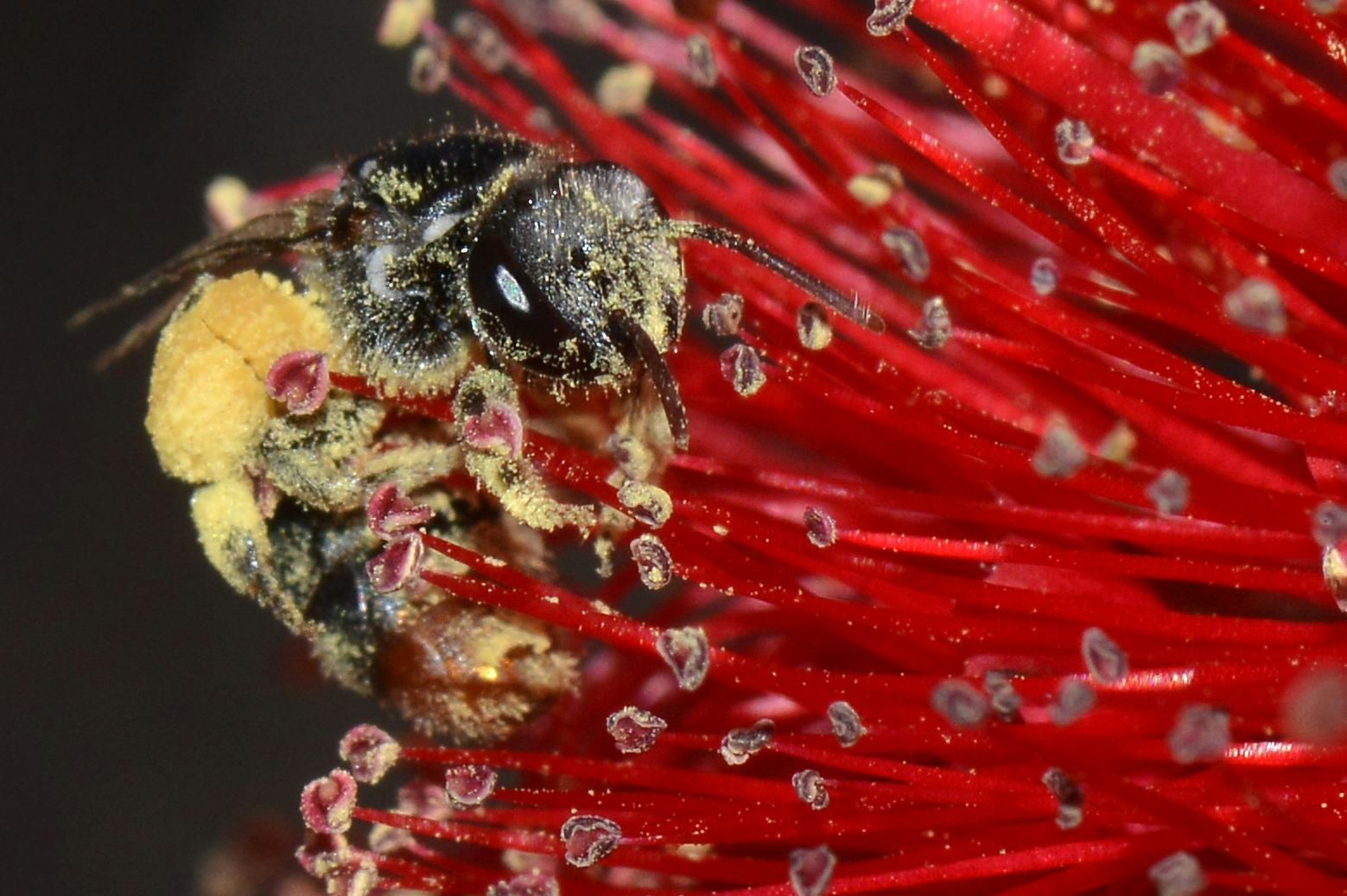 Why Pollen Allergy Season Causes Vertigo, According to Science