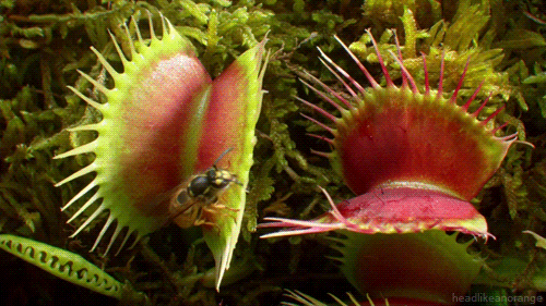 We Finally Know What Happens to Insects That Pollinate the Venus Flytrap