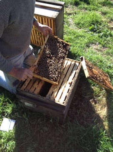 An inspector looks at a hive frame covered with bees, signaling "colony strength."