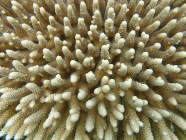 Acropora millepora, a sensitive and ecologically important coral.