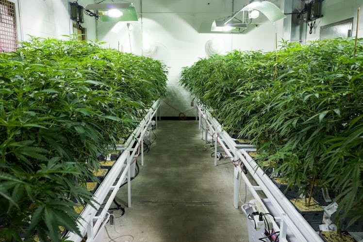 Vegetation room full of cannabis plants growing