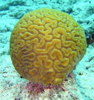 Brain coral Great Barrier Reef disappearing