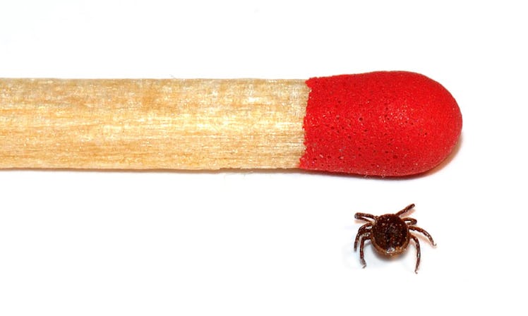 male tick and match