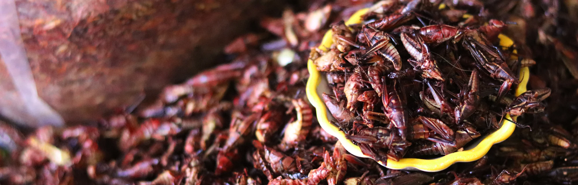 Edible Insects Revealed to Pack a Nutrient Punch Beyond Just Protein