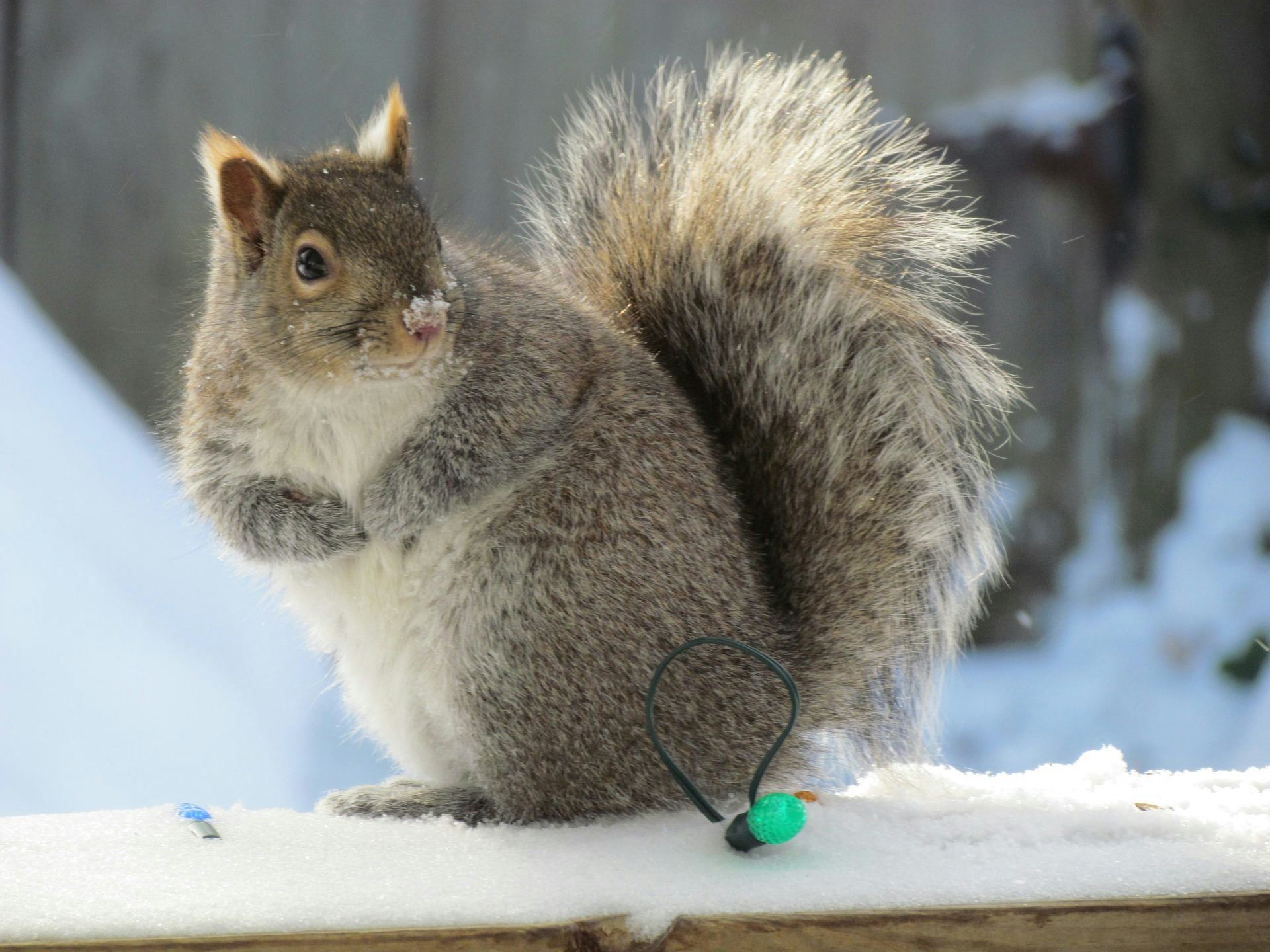 How Do Animals Survive the Cold? Antifreeze and Fur Are Just the Beginning