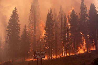 Crown fire at Grant Village in Yellowstone National Park, July 23, 1988.