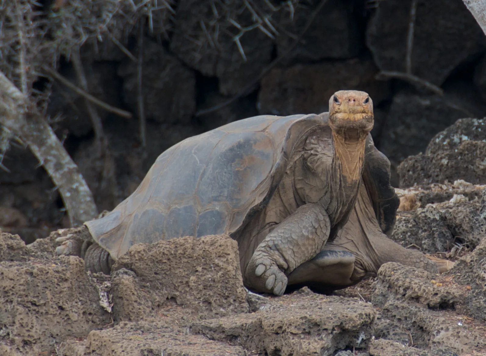 Lonesome George DNA Analysis Reveals the Secrets to Becoming a Centenarian