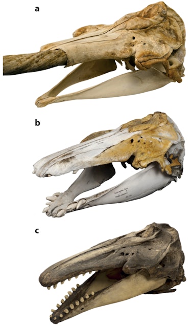 Skull of (a) narwhal, (b) the hybrid analyzed in the study and (c) beluga