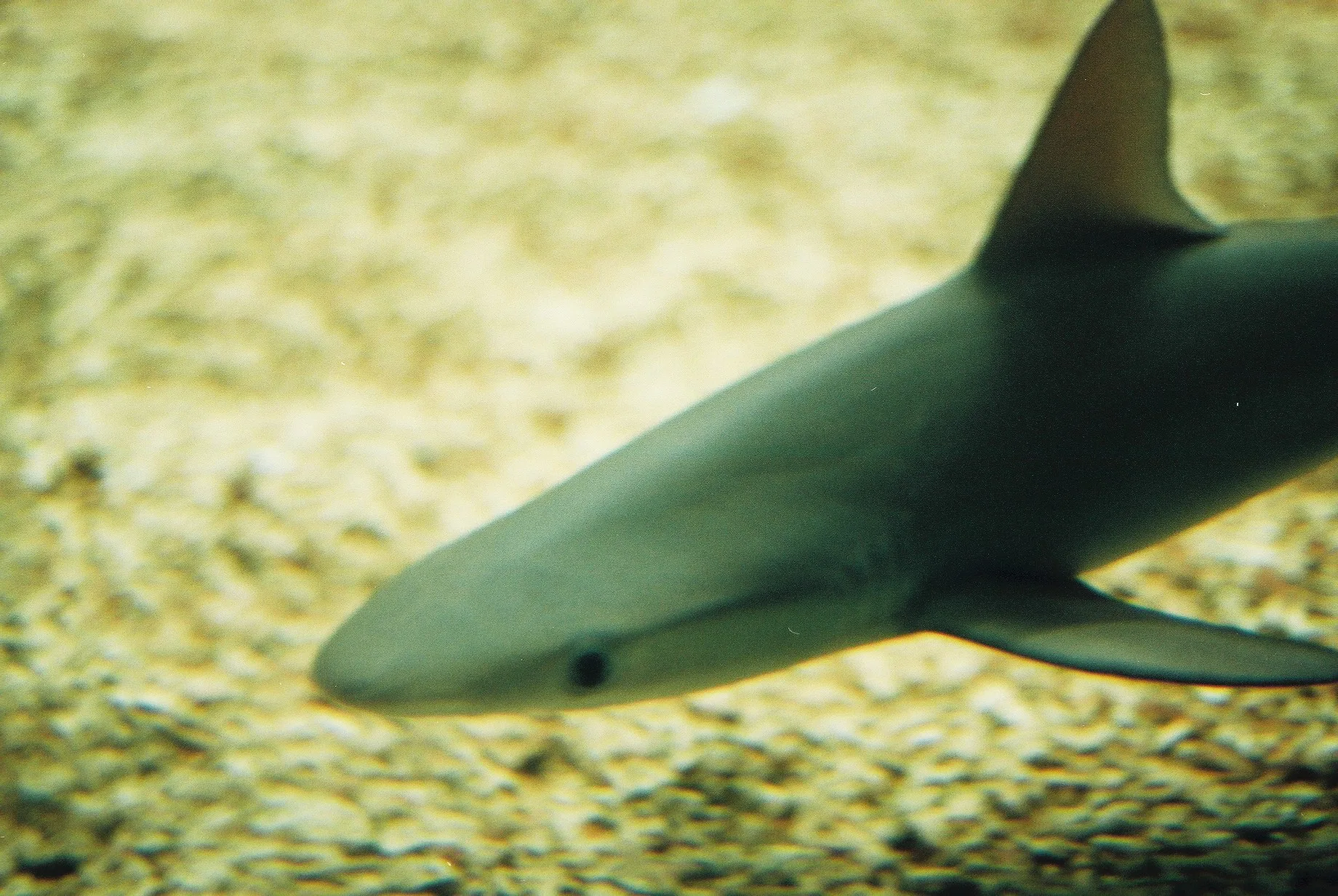 Donald Trump Is Afraid of Sharks, But He Shouldn't Be