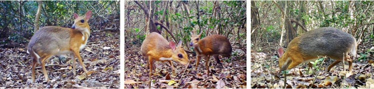 silver-backed Chevrotain 