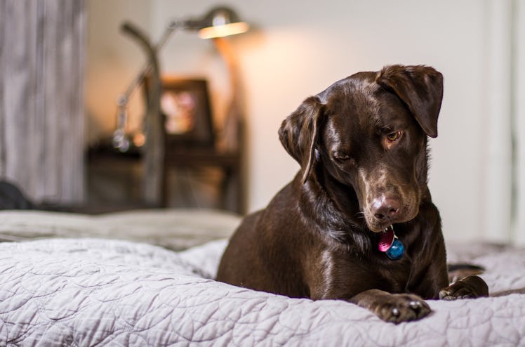 chocolate lab on bed