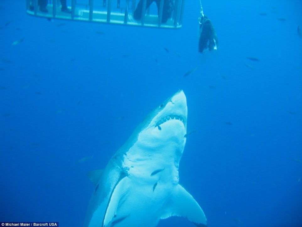 New Footage of Largest Shark Ever Filmed Released