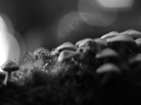 Grove of magic mushrooms in the moonlight.