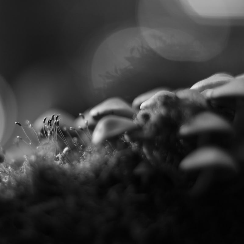 Grove of magic mushrooms in the moonlight.