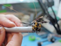 A person holding a controllable cyborg dragonfly on a grey stick